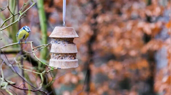 Creating bird feeding stations