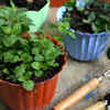 Turning old flower pots into herb planters