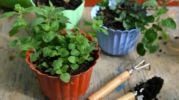 Turning old flower pots into herb planters