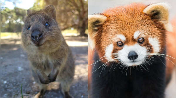 7 of the cutest animals on earth