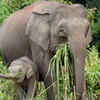 The Bornean Pygmy Elephant