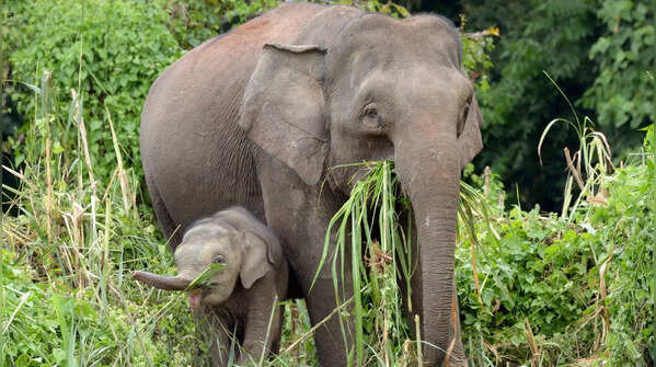 The Bornean Pygmy Elephant