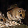 The Japanese Flying Squirrel