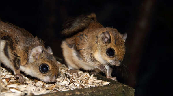 The Japanese Flying Squirrel