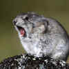 The Pika