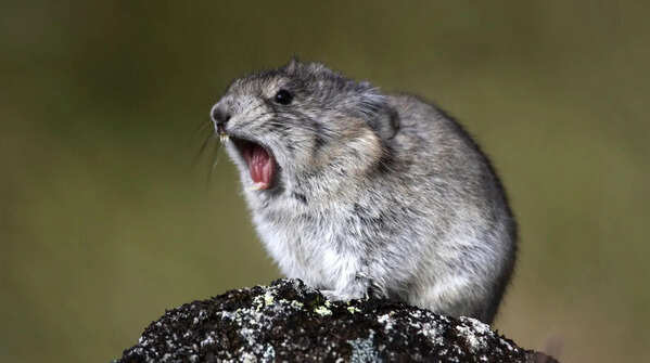 The Pika