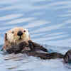 The Sea Otter