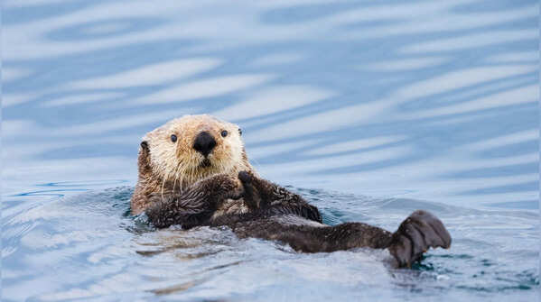 The Sea Otter