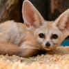 The Fennec Fox
