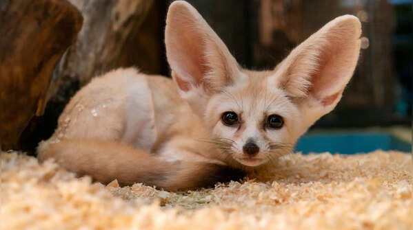 The Fennec Fox