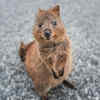 The Quokka