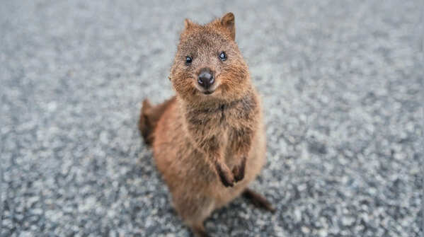 The Quokka
