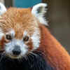 The Red Panda