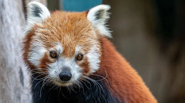The Red Panda