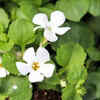 Brahmi