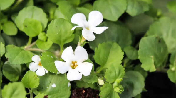 Brahmi