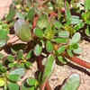 Kulfa (Purslane)