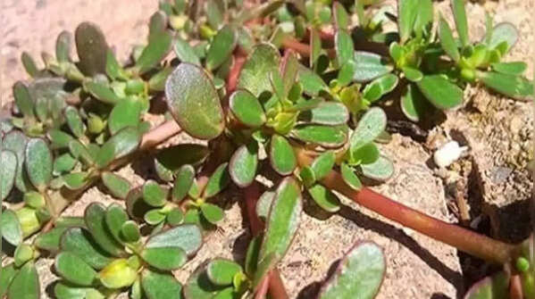 Kulfa (Purslane)