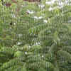 Curry Leaves