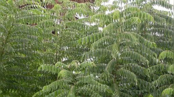 Curry Leaves