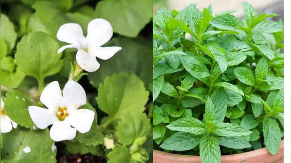 The forgotten Indian herbs your grandparents grew that modern kitchens need again