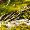 Article image for: 5 countries across the world that are free of snakes