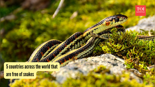 5 countries across the world that are free of snakes