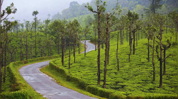 Anamalai Hills