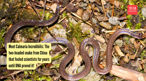 Meet Calmaria Incredibilis: The two-headed snake from China that fooled scientists for years until DNA proved it!