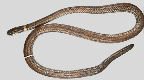 Meet the ‘two-headed snake’ from China