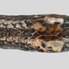 This new snake looks two-headed because its tail looks like its own head