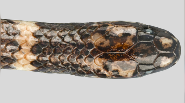 This new snake looks two-headed because its tail looks like its own head
