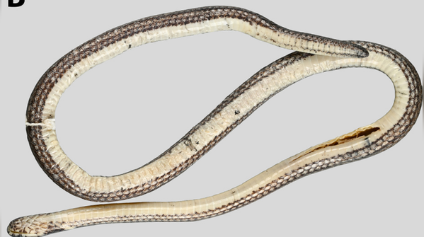 Only two specimens were found
