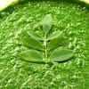 Moringa Chutney