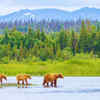 Katmai National Park and Preserve 