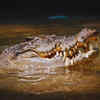 Everglades National Park A Subtropical Wildlife Wonderland