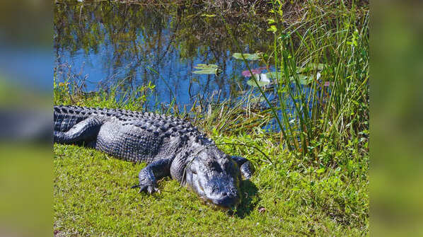 5 national parks in the USA perfect for wildlife lovers and the best time to visit them
