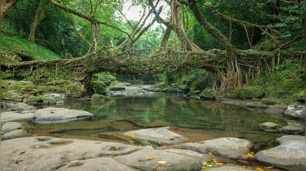 Mawphlang Sacred Forest, Meghalaya