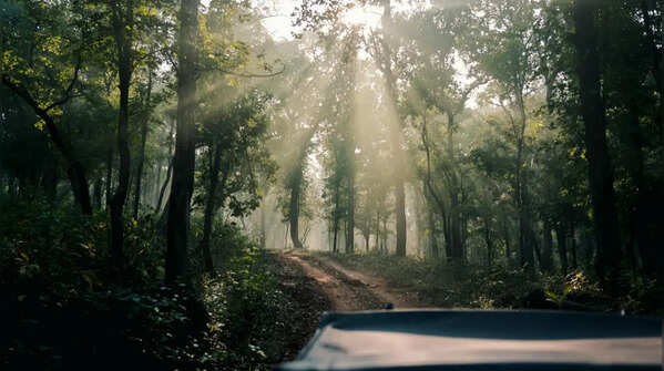 Dumas Beach Forest Edge, Gujarat