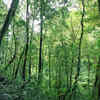 Jatinga Forest, Assam
