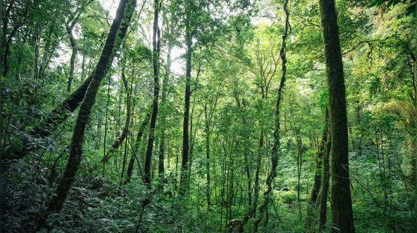 Jatinga Forest, Assam