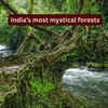 Article image for: Most mysterious forests in India and the legends around them