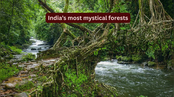 Most mysterious forests in India and the legends around them