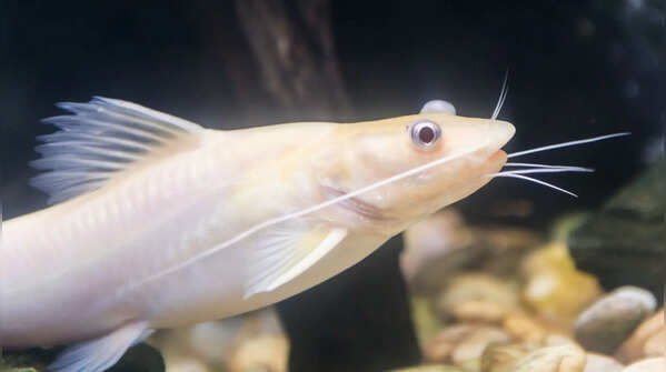 Tired of algae in your aquarium? These 5 fish can help