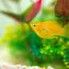 Molly Fish
