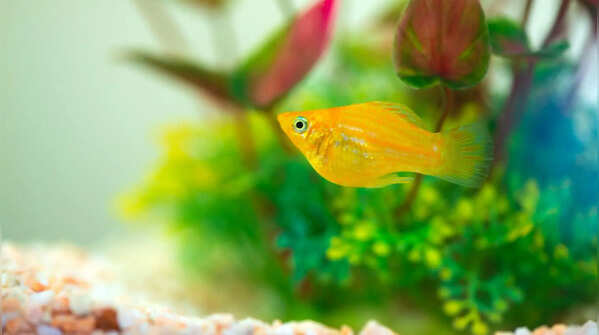 Molly Fish