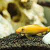 Chinese Algae Eater