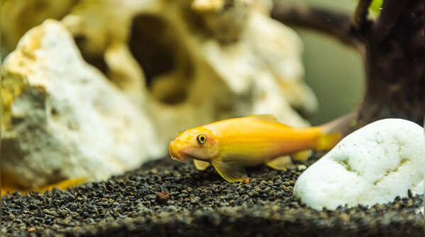 Chinese Algae Eater
