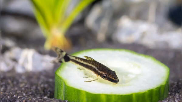 Otocinclus Catfish