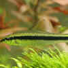 Siamese Algae Eater